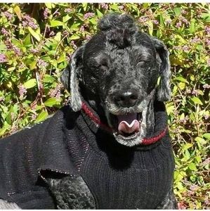 Meet your Posher, Garrett